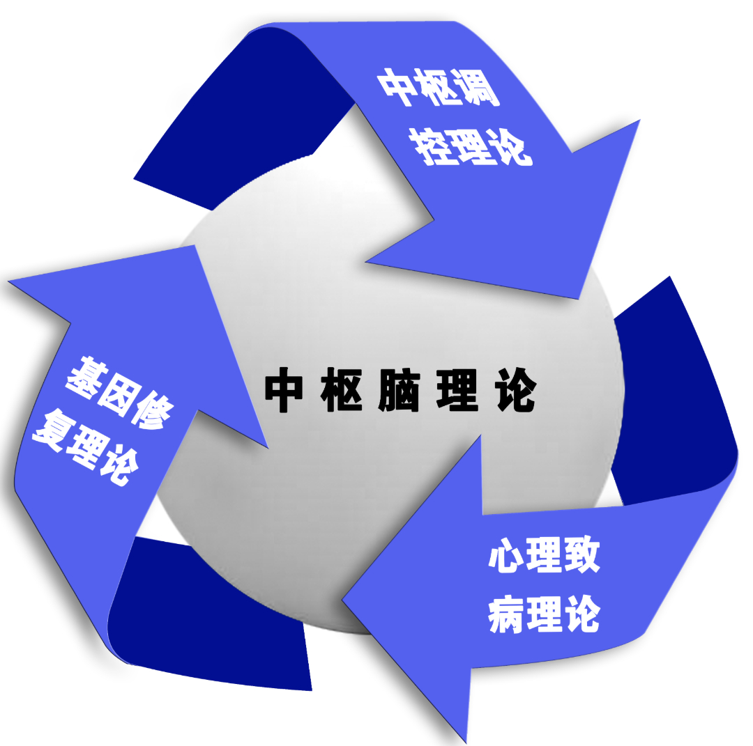 中枢脑理论.jpg